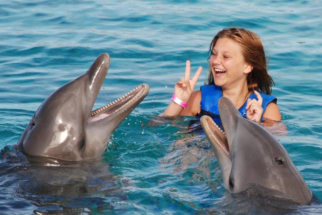 Hesje Vergadering wolf Zwemmen met dolfijnen | Caribbean Tours | Vanaf € 99,- p/p
