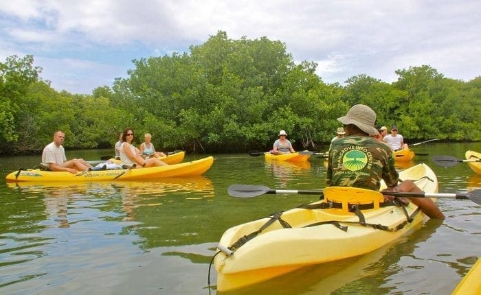 Mangrove Kajak Tour