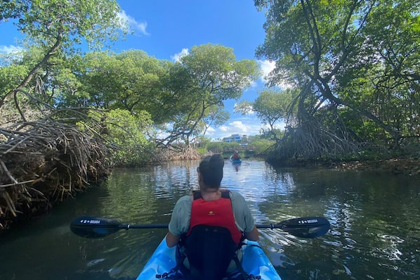 Mangrove Kayak Tour